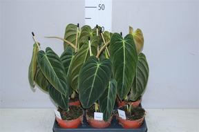 Philodendron melanochrysum