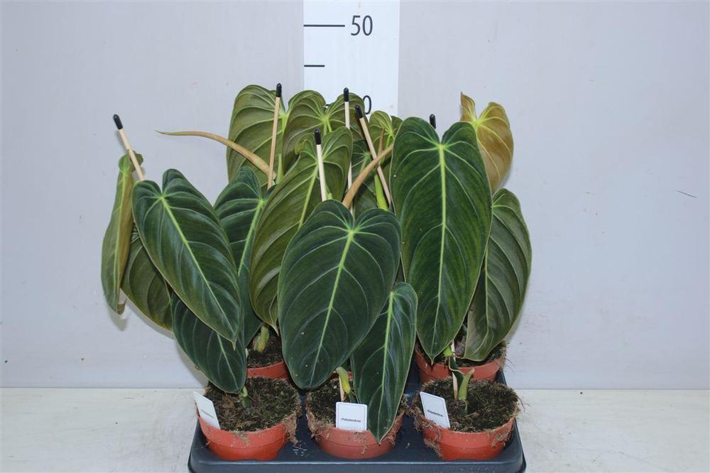 Philodendron melanochrysum