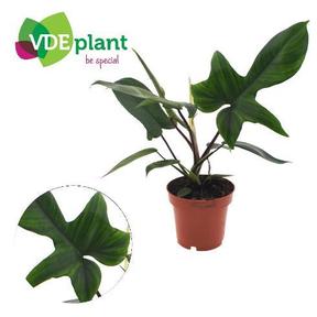 Philodendron erubescens Florida Green