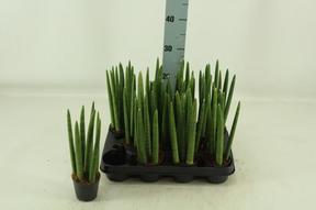 Sansevieria cylindrica