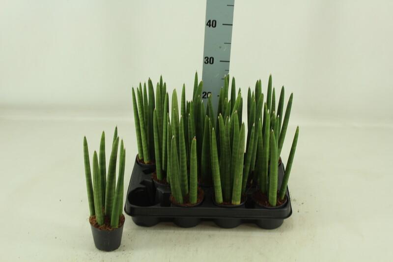 Sansevieria cylindrica