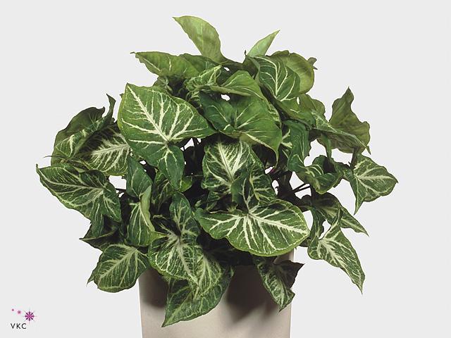 Syngonium Pink Splash