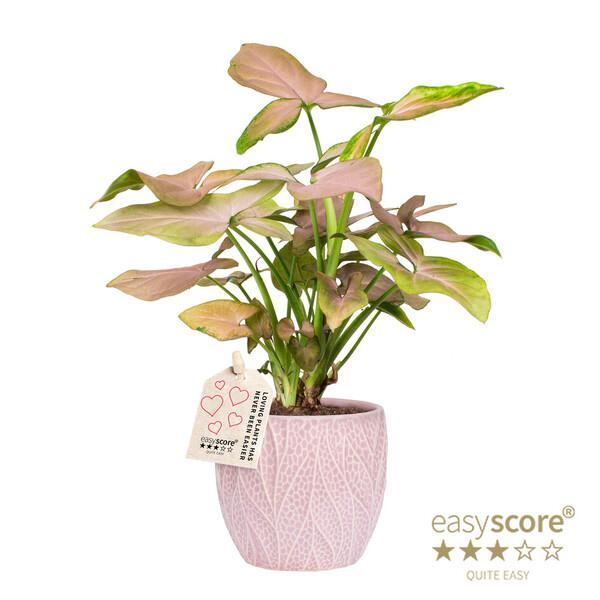 Syngonium Pink Splash