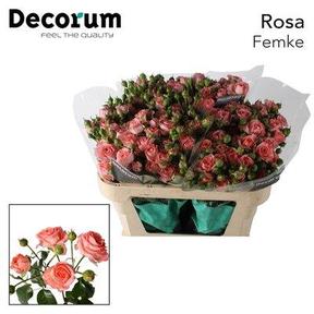 Rosa tr femke