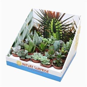 Anacampseros rufescens Sunrise