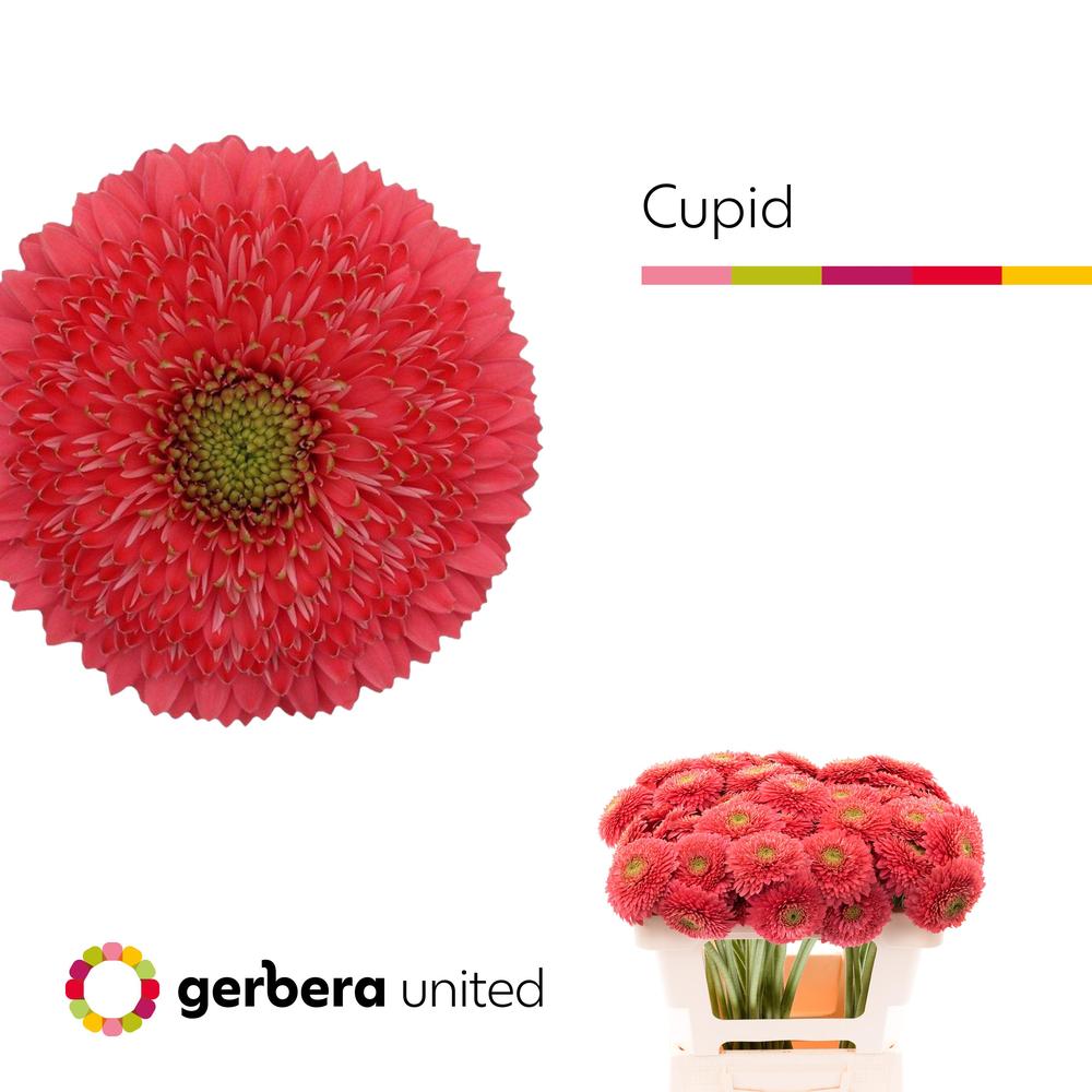 Germini plastic pomponi terra cupid