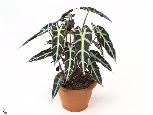 Alocasia Bambino