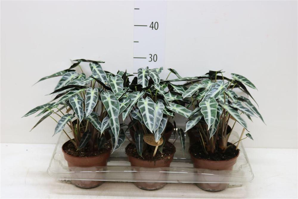 Alocasia Bambino