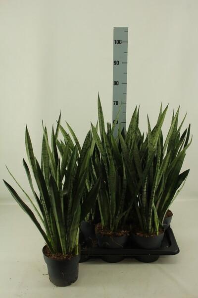Sansevieria
