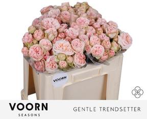 Rosa tr gentle trendsetter