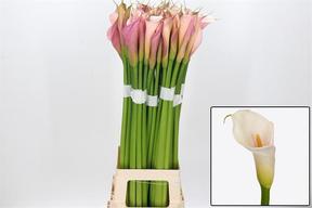 Zantedeschia eydolls salmon