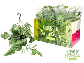 Scindapsus pictus Trebie