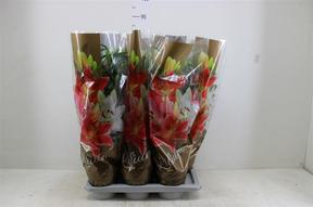 Lilium White