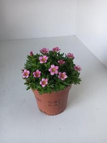 Saxifraga arendsii mix