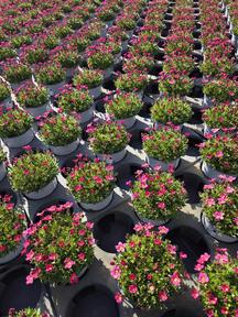 Saxifraga arendsii mix