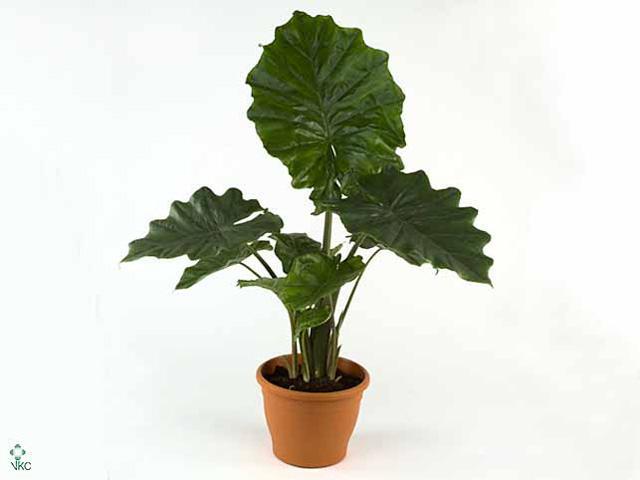 Alocasia Portodora