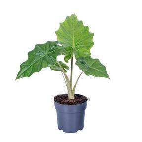Alocasia Portodora