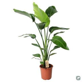 Strelitzia Nicolai