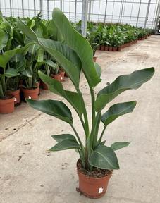 Strelitzia Nicolai