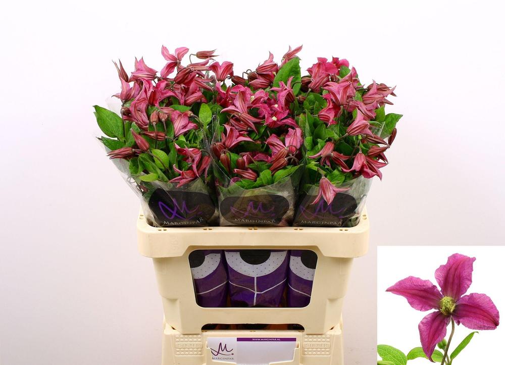 Clematis amazing kyiv