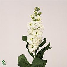 Matthiola aida white