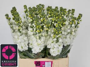 Matthiola aida white