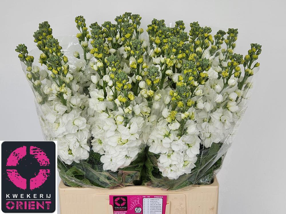 Matthiola aida white