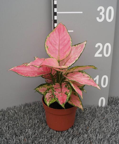 Aglaonema Flamingo