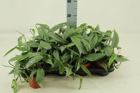 Epipremnum pinnatum Cebu Blue