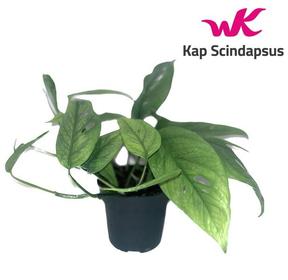 Epipremnum pinnatum Cebu Blue