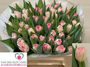 Tulp du pink delight