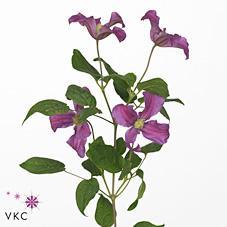 Clematis amazing kyiv