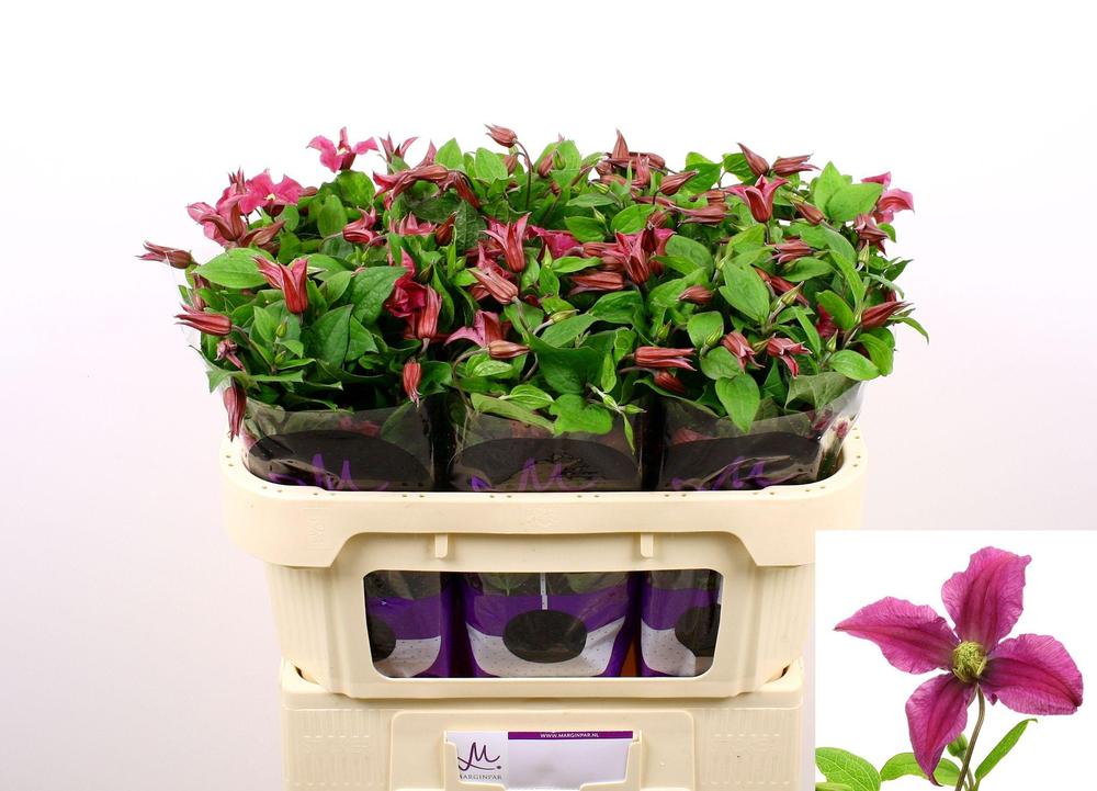 Clematis amazing kyiv