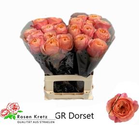 Rosa gr dorset