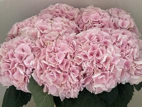 Hydrangea my beautiful pink touch