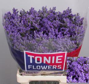 Limonium kansas blue