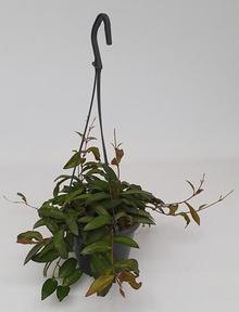 Hoya Rosita