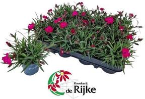 Dianthus Scully