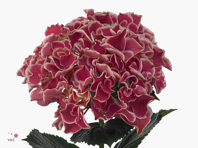 Hydrangea magical red harlekijken