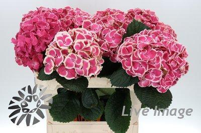 Hydrangea magical red harlekijken
