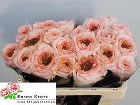 Rosa gr green island maleica
