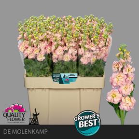 Matthiola champagne