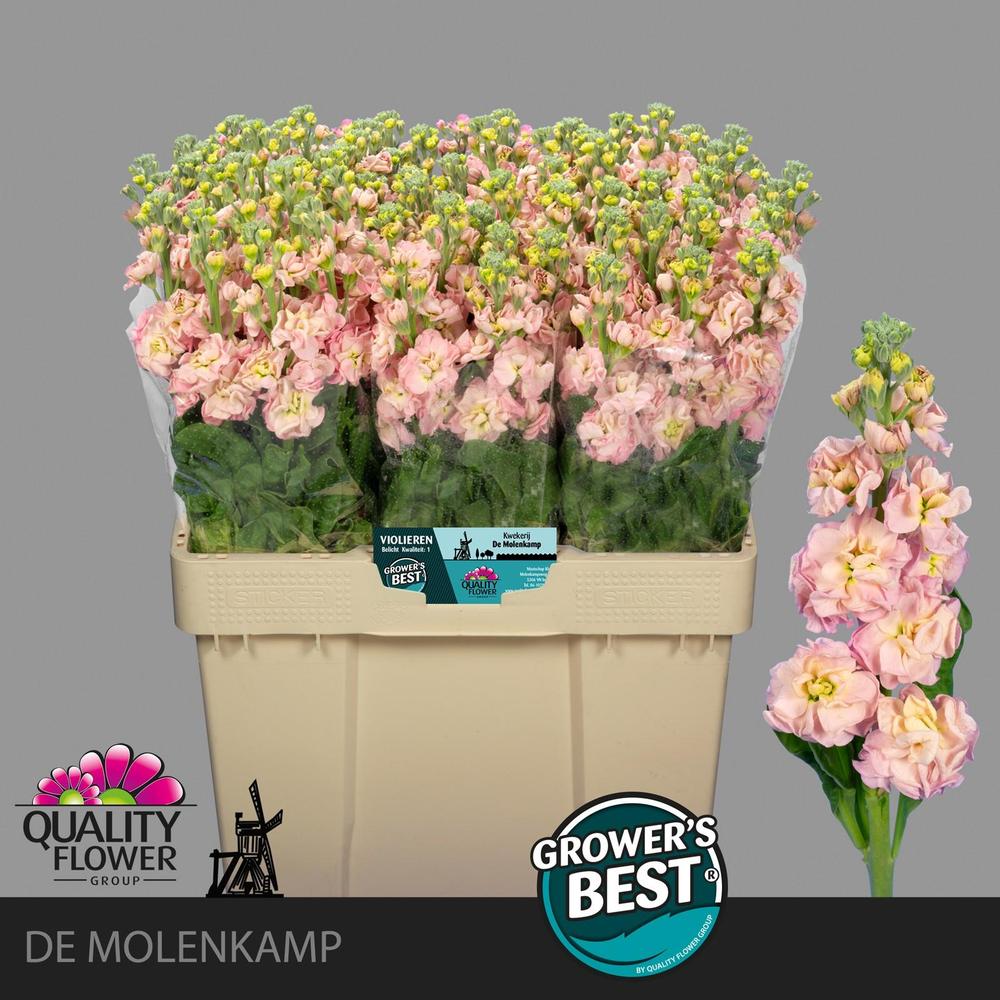 Matthiola champagne