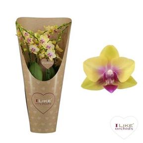 Phalaenopsis Floriclone Spunky