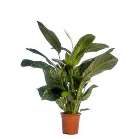 Spathiphyllum Sweet Isabella