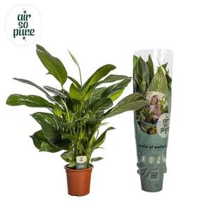 Spathiphyllum Sweet Isabella