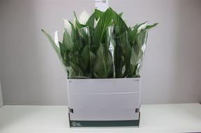 Spathiphyllum Sweet Isabella