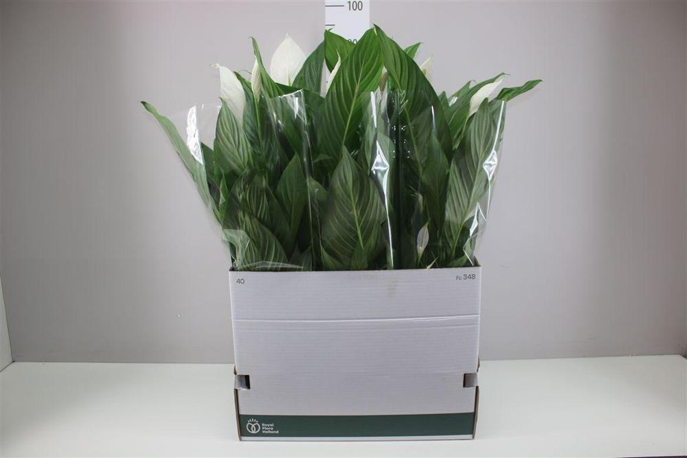 Spathiphyllum Sweet Isabella