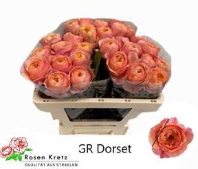 Rosa gr dorset