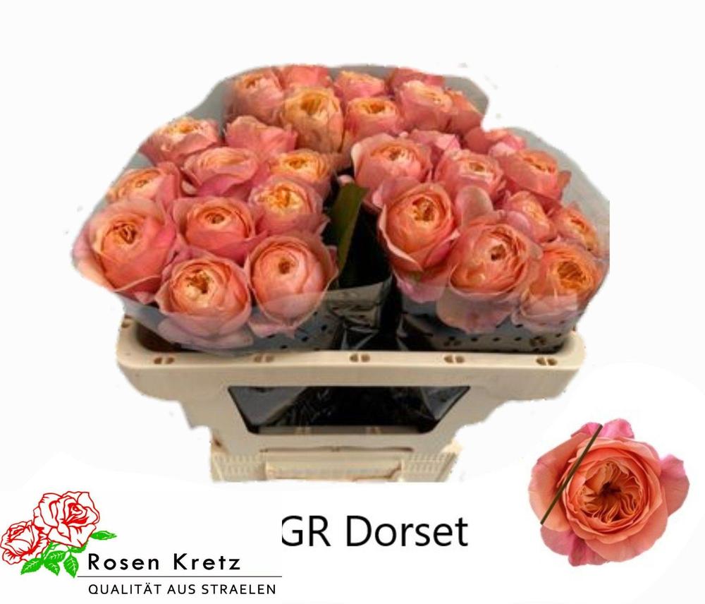 Rosa gr dorset